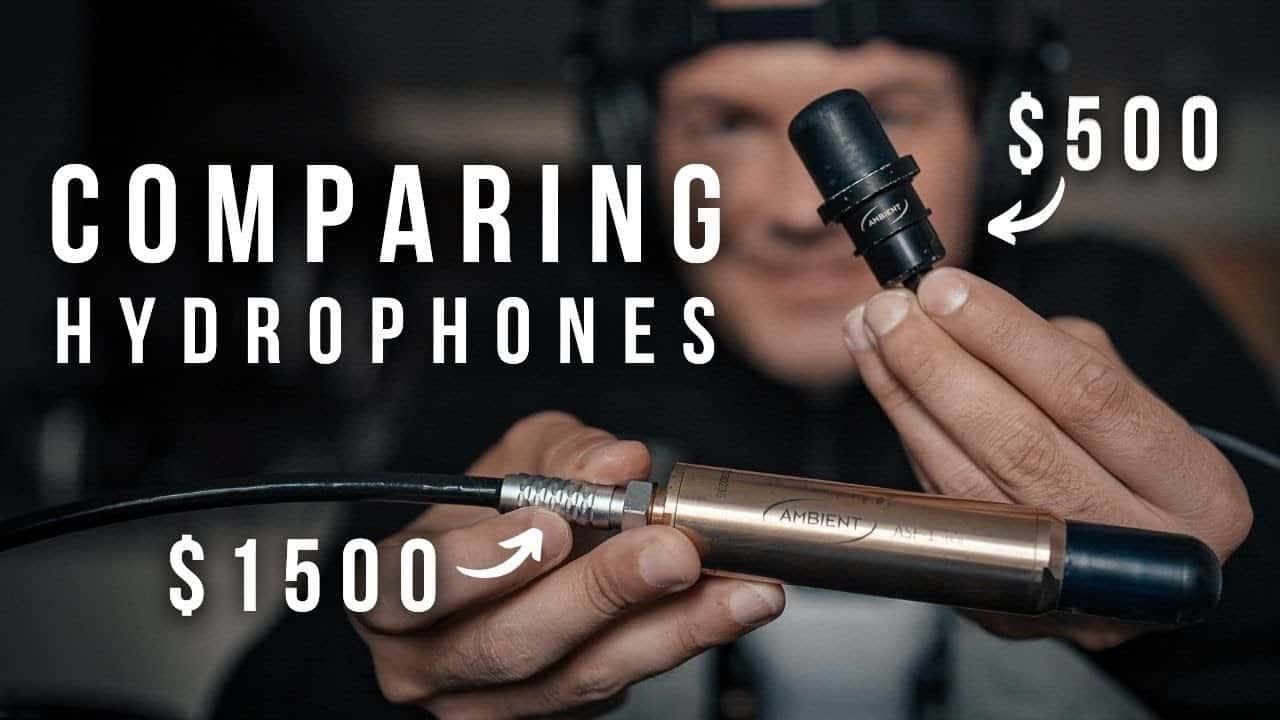 Ambient ASF1 MK2 vs Ambient ASF2 MK2 Hydrophone Quick Comparison