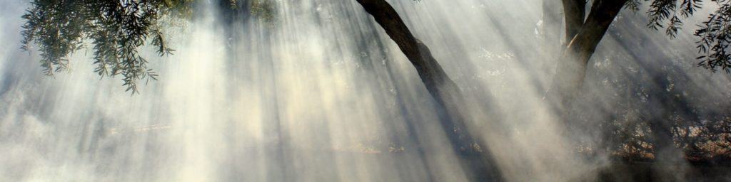 Originally $535, the Complete Loop Bundle by Rigid Audio is now available for only $19 for a limited time, don’t miss out! 7 Foggy Morning in Nature