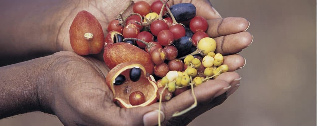 Hands Holding Fruits