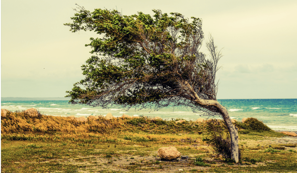 A Tree Blown