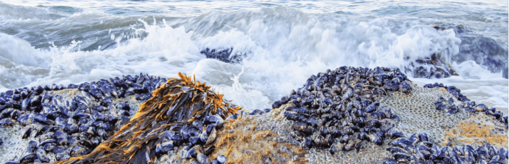 Scenic ocean waves with bird